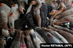 An Afghan sheep herder and his flock (file photo)