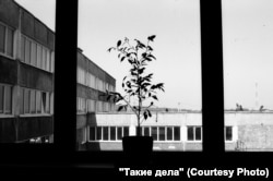 A plant in the teachers' room