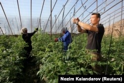 A Chinese farmer tends to plants in a greenhouse in the the town of Bustonkala, 100 kilometers south of the Tajik capital, Dushanbe, in 2011.