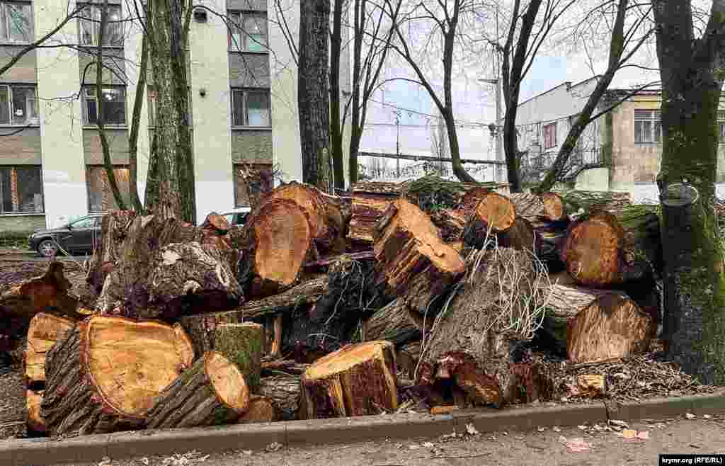 Последствия недавнего древопада в результате штормовых ветров в Симферополе.