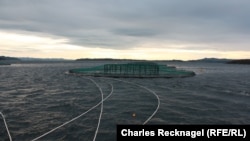 A net shaped like a fish bowl contains more than 200,000 salmon being raised for market. Food pellets are provided through hoses.