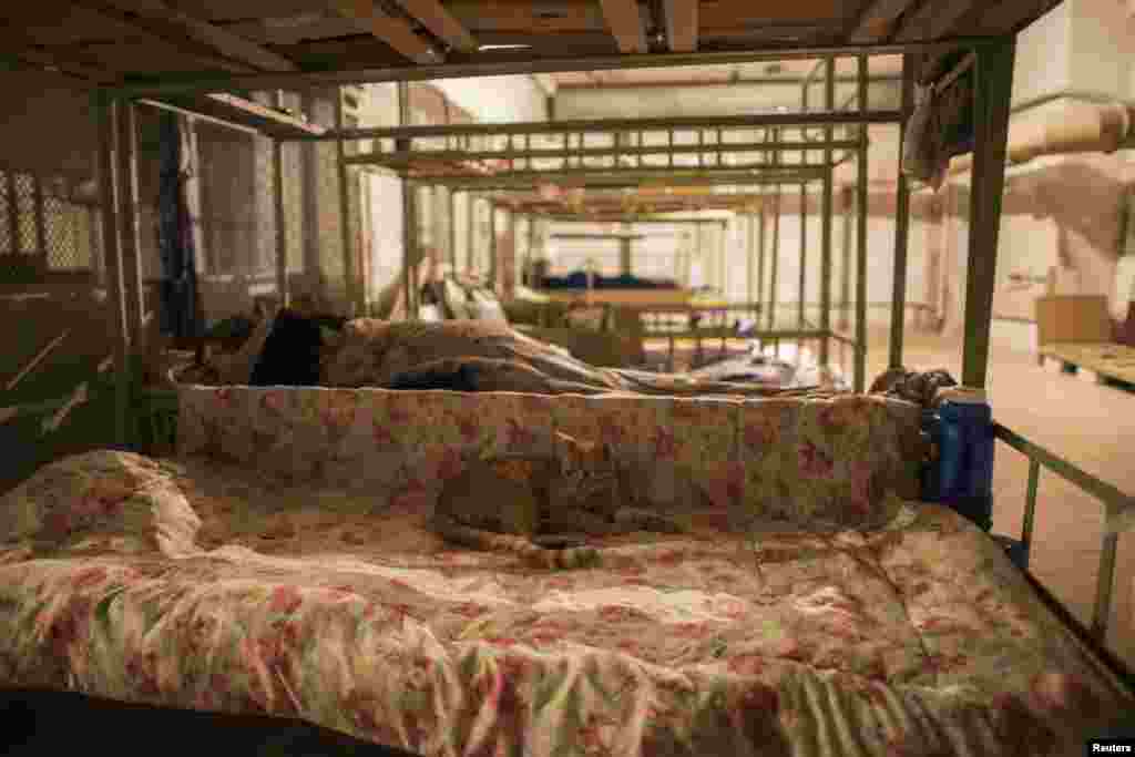 A cat rests on a bed in a basement used as a shelter from artillery fire in Donetsk late last year.