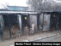 Dogs in the Shelter Friend animal rescue center near Dnipro during the Russian invasion of Ukraine.