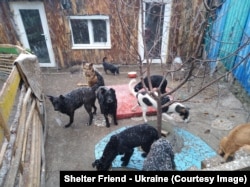 Dogs under snow at Shelter Friend in Dnipro during the war in Ukraine.