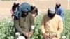 Farmers in Afghanistan's Kandahar Province collect raw opium during a harvest in April.