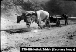 Oxen haul lengths of steel piping for oil derricks along a road in Moreni.