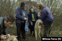 A sheep being weighed at a market in Maramures County in 2009. "Back then a village would have a certain day, every couple of weeks, when people would meet early in the morning and everybody would bring up for sale whatever they had in excess."