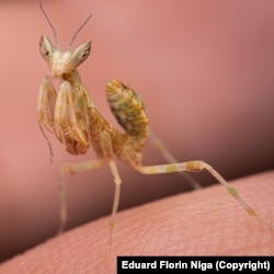 Niga's pet praying mantis, perched on his finger.