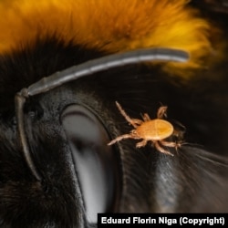 A mite near the eye of a buff-tailed bumblebee.