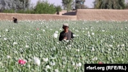 Afghan farmers in Kandahar Province harvest opium poppies at a plantation on April 3. 