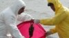 Workers place a dead wild bird in a plastic bag on 13 February at the Caspian Sea shore north of Baku, Azerbaijan