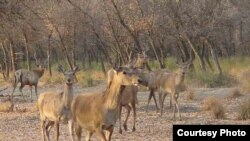 Bukhara deer in Uzbekistan's Zarafshan Nature Reserve