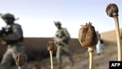 Eighteen Afghan provinces are now considered poppy-free -- but the overall size of the drug industry has not changed significantly.