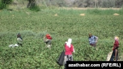 According to activists, Turkmenistan annually forces tens of thousands of people to pick cotton every year. (file photo)