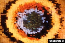 A close-up photo showing some of the tens of thousands of scales that make up the surface of a butterfly wing.