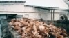 Bird Flu: East And West React To The Spreading Virus