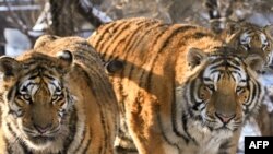 According to the World Wildlife Fund, only about 3,200 tigers currently live in the wild -- down from an estimated 100,000 of the big cats a century ago.