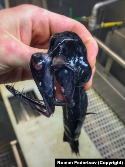 A stoplight loosejaw after being hauled from its habitat more than 500 meters beneath the surface. The creature is named for glowing red and green patches near its eyes that resemble traffic lights when flicking on and off in the gloomy ocean depths. Its lower jaw (at left in this photo) is unusual for having no "floor," enabling it to snap shut with mousetrap speed.