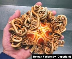 A "gorgon's head," which has hundreds of tiny limbs that Fedortsov describes as "constantly writhing,...resembling living snakes."