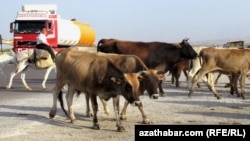 RFE/RL's Turkmen Service has reported that cattle are dying in the country from an ailment that local veterinarians have diagnosed as tuberculosis. (file photo)