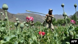 An Afghan security force member destroys an illegal poppy crop in eastern Kunar Province in April.