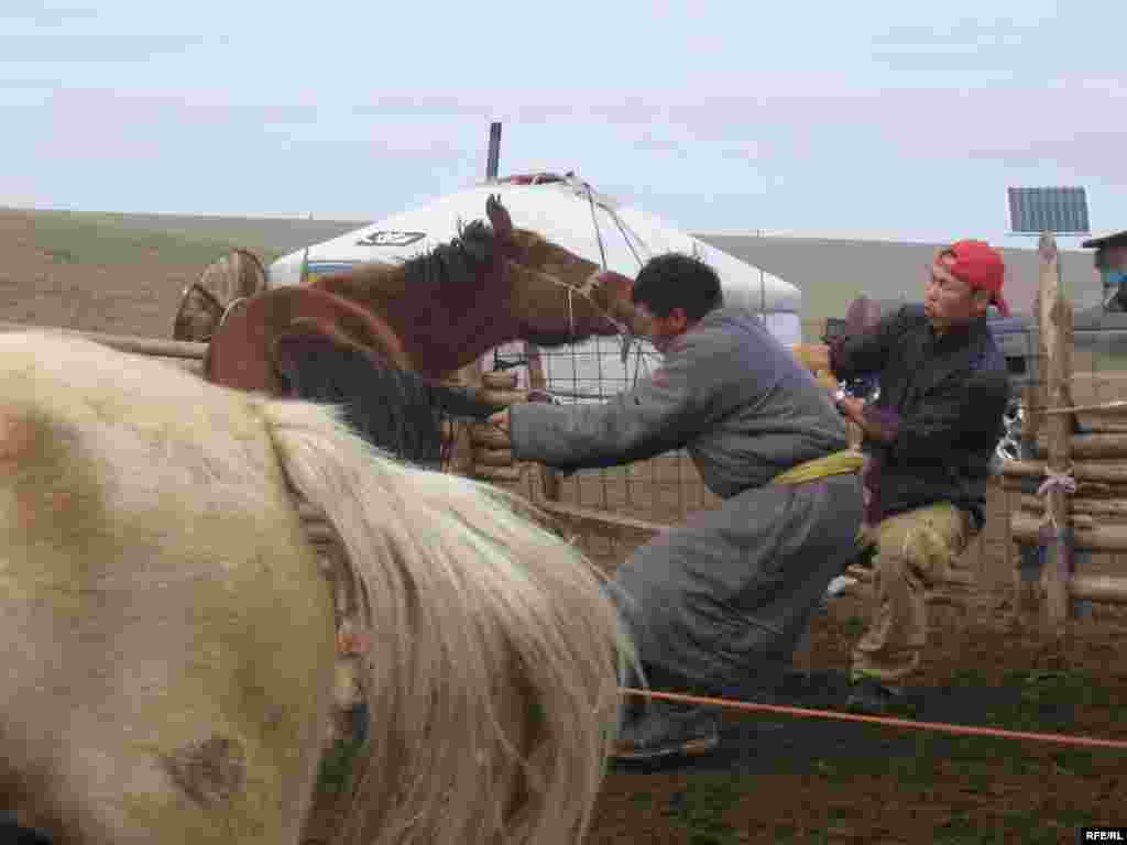 Men in Tsagaan Nuur try to rope one of the family's horses in preparation for branding. - The family scheduled the branding to coincide with an auspicious day on the Buddhist calendar, which can dictate the planning of everything from haircuts to weddings in Mongolia.