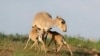 Antelope Deaths Top 10,000 In Kazakhstan