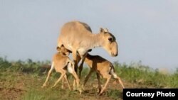 The saiga antelope is listed as critically endangered, with an estimated 50,000 or so roaming the Eurasian steppe after years of unrestricted hunting following the 1991 breakup of the Soviet Union.