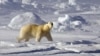 Arctic Countries Talk Sustainability