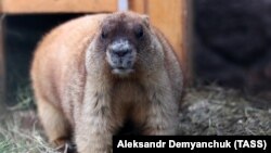 A marmot pictured at St. Petersburg's Leningrad Zoo on February 12.