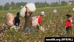 Almost all of Uzbekistan's cotton crop is harvested by hand now.