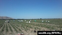 Teachers, doctors and nurses forced to work in cotton fields in Andijon, Uzbekistan.