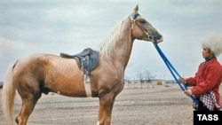 Turkmenistan's ancient Akhal Teke breed