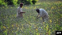 Afghan farmers gather poppies during a harvest in Helmand Province. (file photo)