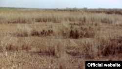 Withering reeds in the former Iraqi marsh area