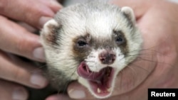 Kharkiv's Fred the Ferret won't give up without a fight!