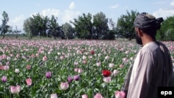 A farmer checks poppy fields in Kandahar.