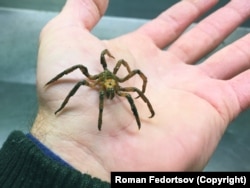 A sea spider. The arthropods have been recorded skittering across the sea floor as much as 7 kilometers beneath the surface.