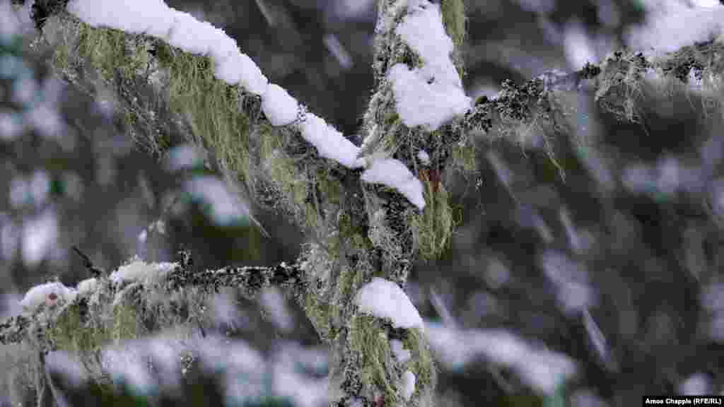 Much of that was absorbed by lichen, unique for its tendency to sponge up radiation.