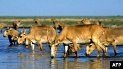 Saiga antelope drink from a lake outside Almaty. The saiga is a critically endangered species, with most of the surviving animals in Kazakhstan, parts of Mongolia, and Russia's Kalmykia Republic.