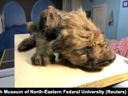 A prehistoric puppy, thought to be from about 18,000 years ago, was exposed by the thawing of the permafrost in Russia's Far East in 2018. Recent climate change has helped uncover many Siberian evolutionary secrets.