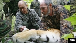 Then-Russian Prime Minister Vladimir Putin (left) secures a GPS-Argos satellite transmitter onto a tiger during his visit to the Ussuriysky forest reserve in 2008.