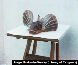 A freshly caught tub gurnard fish, which Prokudin-Gorsky called a “sea rooster,” in Batumi