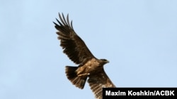 The Steppe Eagle Aquila Nipalensis only breeds at selected sites in Kazakhstan