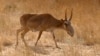 Kazakh Antelope 'Died Of Disease'