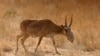 A saiga antelope, with its signature snout