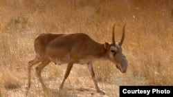 The Sad Story Of The Saiga