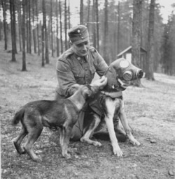 A gas mask being squeezed onto a military dog. There were widespread but ultimately unfounded fears the Red Army would use poison gas during the invasion.