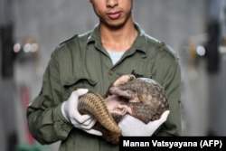 A worker holds a pangolin inside its enclosure at Save Vietnam's Wildlife, a group that runs a pangolin conservation program, in September.