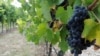 Around a fifth of the wine exported from Montenegro's Plantaze vineyard usually ends up in Russia. (file photo)